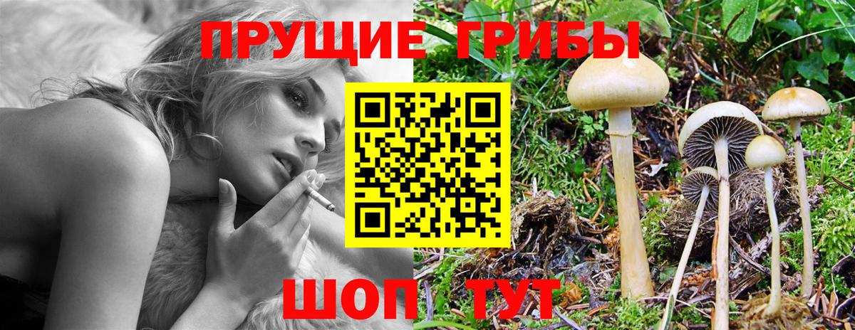 Галлюциногенные грибы Cubensis Назрань